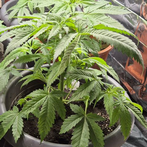 7 Punchi PURPLE PUNCH (photo) growlog timeline photo