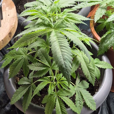 7 Punchi PURPLE PUNCH (photo) growlog photo: Etwas geschwächt