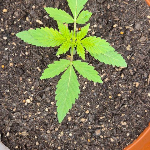 Karli - SHISKABERRY (auto) growlog timeline photo