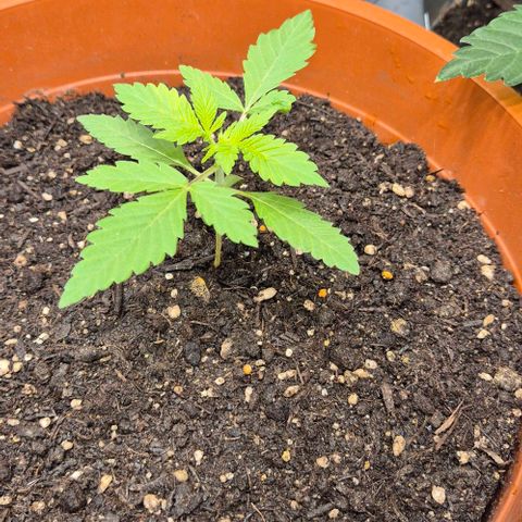 Karli - SHISKABERRY (auto) growlog timeline photo