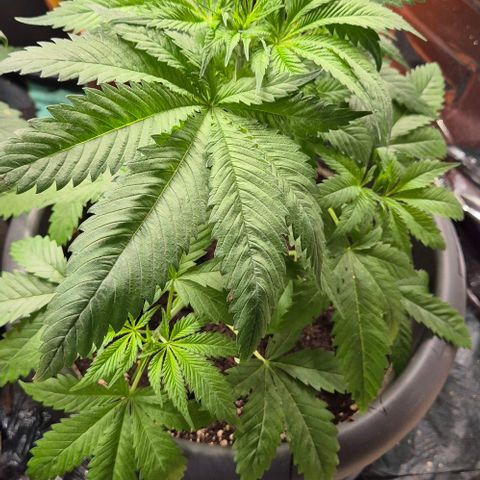 7 Punchi PURPLE PUNCH (photo) growlog timeline photo