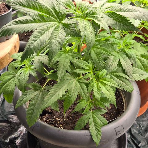 7 Punchi PURPLE PUNCH (photo) growlog timeline photo