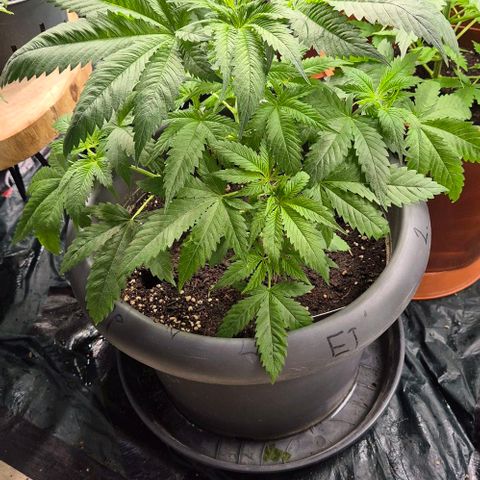 7 Punchi PURPLE PUNCH (photo) growlog timeline photo