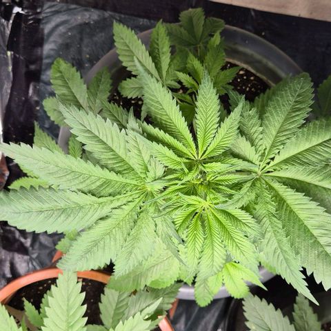 7 Punchi PURPLE PUNCH (photo) growlog timeline photo