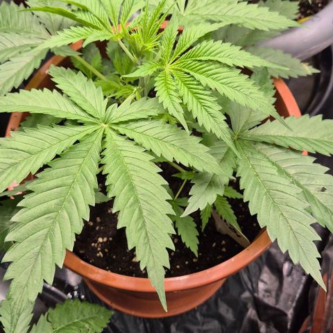 Puple punch  6 growlog timeline photo