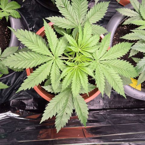 Puple punch  6 growlog timeline photo