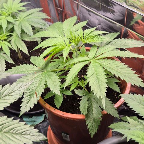 Puple punch  6 growlog timeline photo