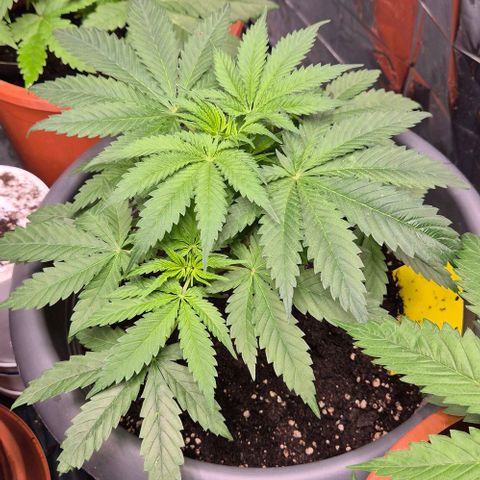 Strawberry Marshmallow growlog timeline photo