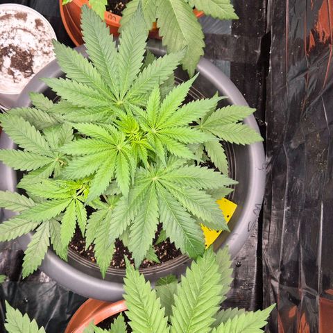 Strawberry Marshmallow growlog timeline photo