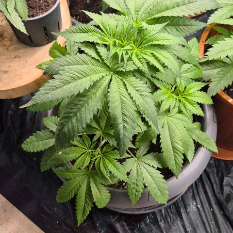 7 Punchi PURPLE PUNCH (photo) growlog timeline photo