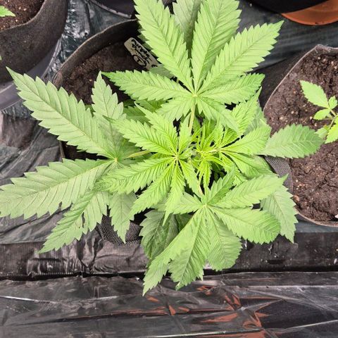 Puple punch  6 growlog photo: Stofftopf!🙃🙂