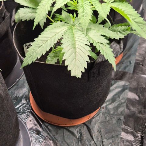 Puple punch  6 growlog photo: Stofftopf!🙃🙂