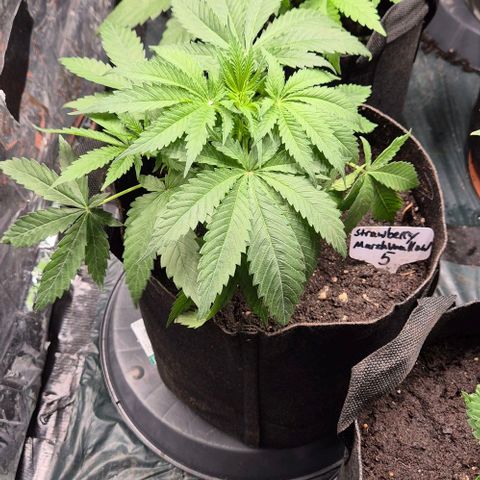 Strawberry Marshmallow growlog photo: Stofftopf! 🙂🙃