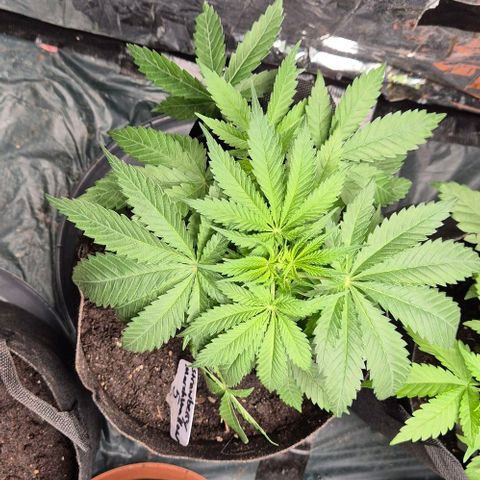 Strawberry Marshmallow growlog timeline photo