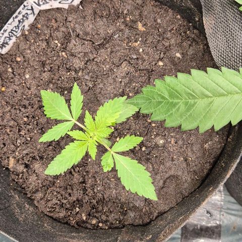 Karli - SHISKABERRY (auto) growlog photo: Stofftopf 🙂🙃