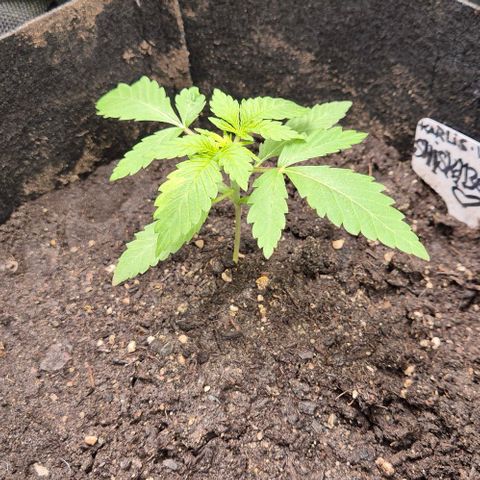 Karli - SHISKABERRY (auto) growlog photo: Leichte Verfärbung am Blatt, beobachten..
