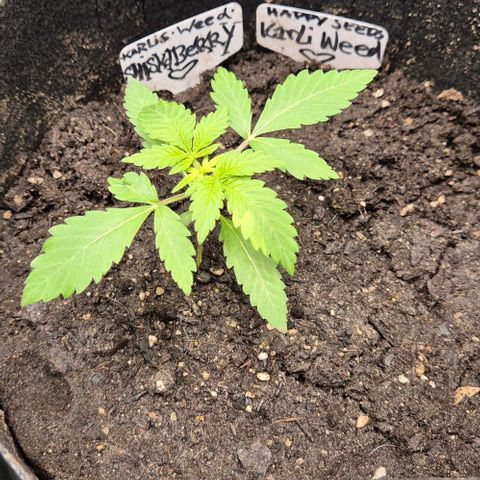 Karli - SHISKABERRY (auto) growlog photo: Leichte Verfärbung am Blatt, beobachten..