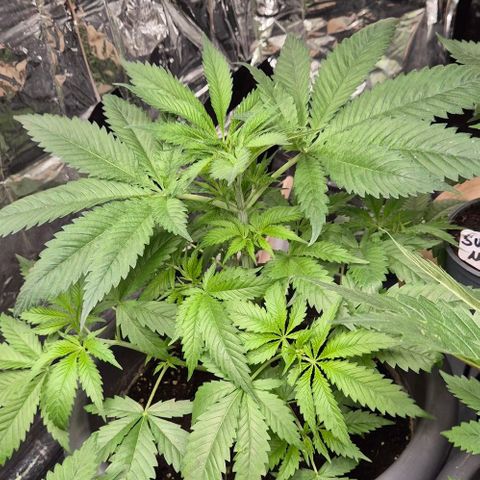 7 Punchi PURPLE PUNCH (photo) growlog timeline photo
