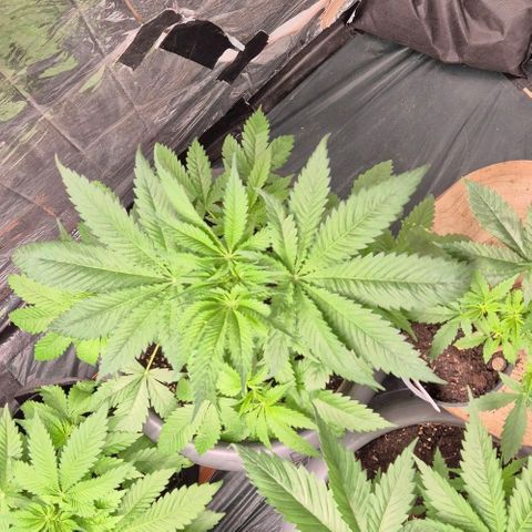 7 Punchi PURPLE PUNCH (photo) growlog timeline photo