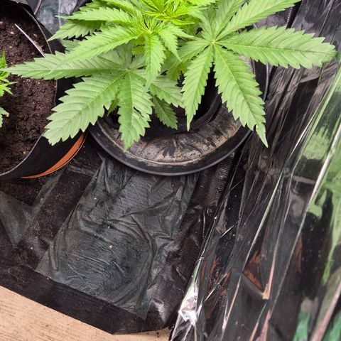 Puple punch  6 growlog photo: Wächst tippi toppi
