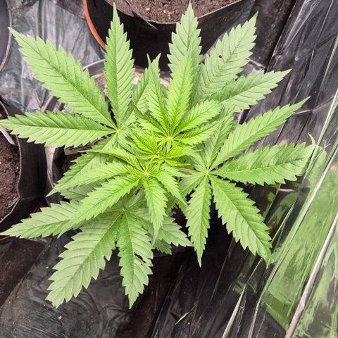 Puple punch  6 growlog photo: Wächst tippi toppi