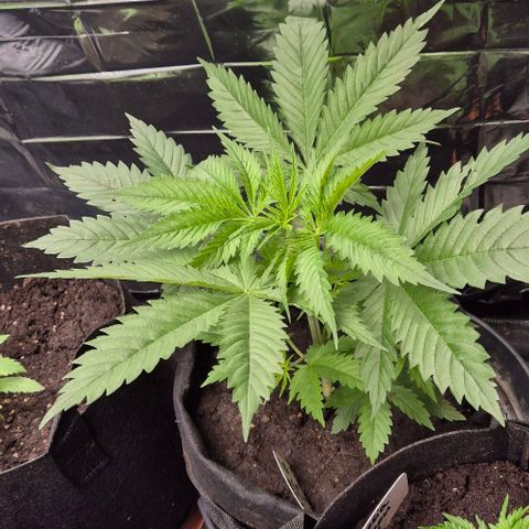 Puple punch  6 growlog photo: Wächst tippi toppi