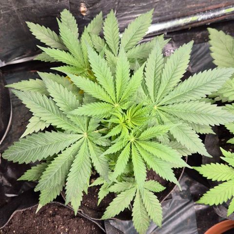Strawberry Marshmallow growlog photo: Puff😍