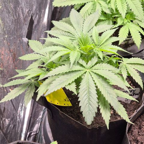 Strawberry Marshmallow growlog photo: Puff😍