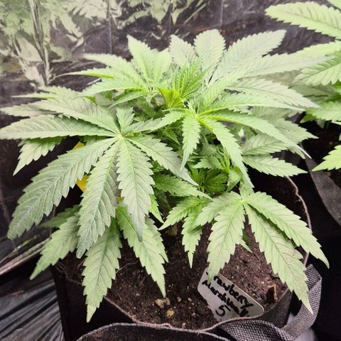 Strawberry Marshmallow growlog photo: Puff😍