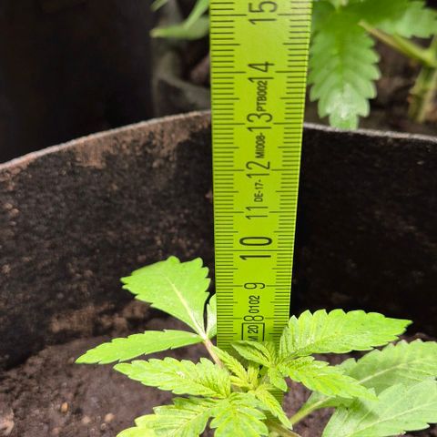 Karli - SHISKABERRY (auto) growlog timeline photo