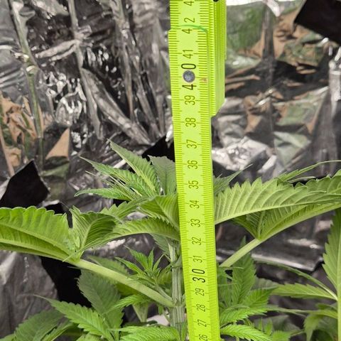 7 Punchi PURPLE PUNCH (photo) growlog timeline photo