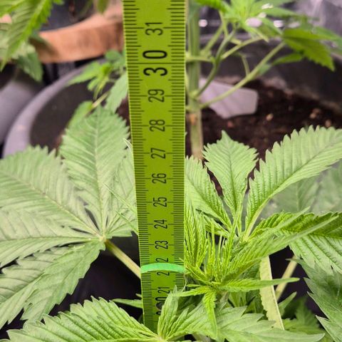 Puple punch  6 growlog timeline photo