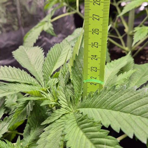 Strawberry Marshmallow growlog timeline photo