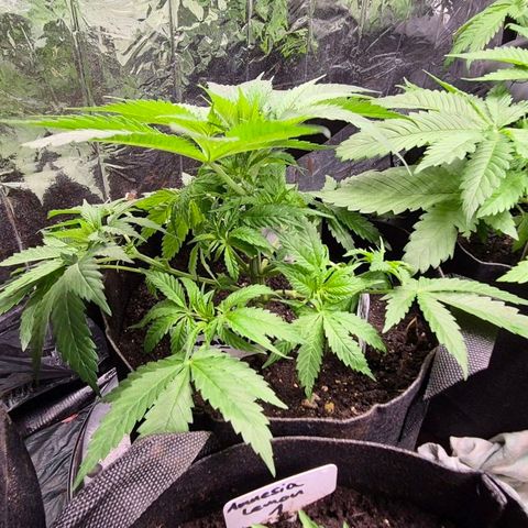 Strawberry Marshmallow growlog timeline photo