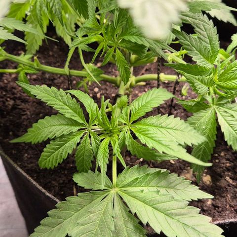 Strawberry Marshmallow growlog timeline photo