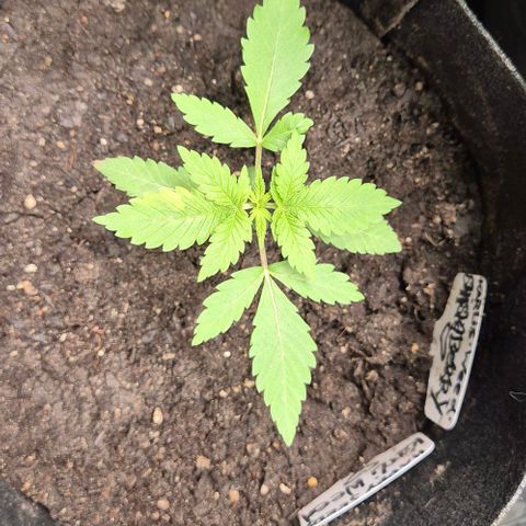 Karli - SHISKABERRY (auto) growlog timeline photo
