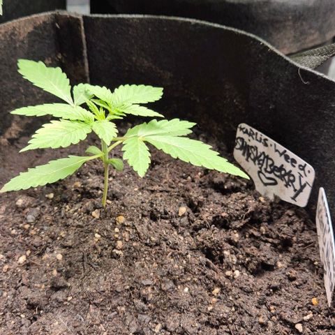 Karli - SHISKABERRY (auto) growlog timeline photo