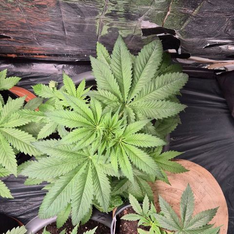 7 Punchi PURPLE PUNCH (photo) growlog timeline photo