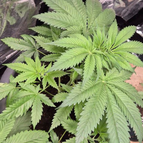 7 Punchi PURPLE PUNCH (photo) growlog timeline photo