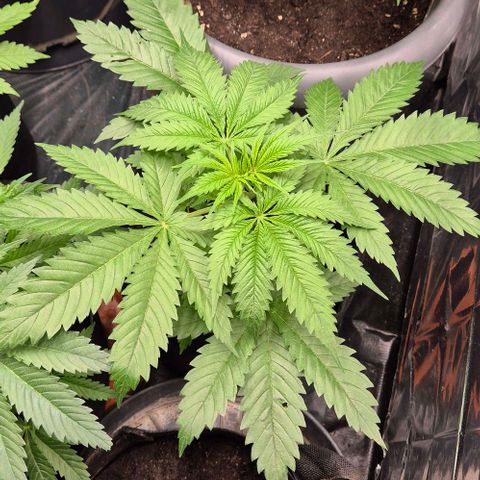 Puple punch  6 growlog timeline photo