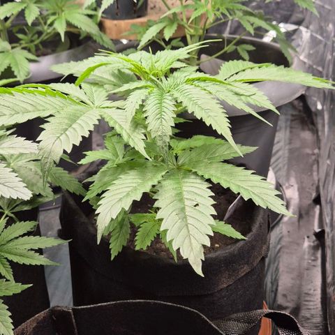 Puple punch  6 growlog timeline photo