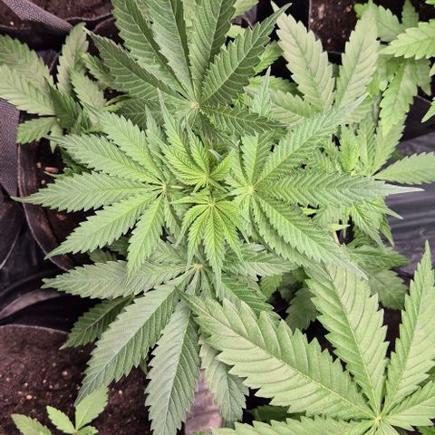 Strawberry Marshmallow growlog timeline photo
