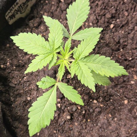 Karli - SHISKABERRY (auto) growlog photo: Heller Fleck,  mutantenblatt