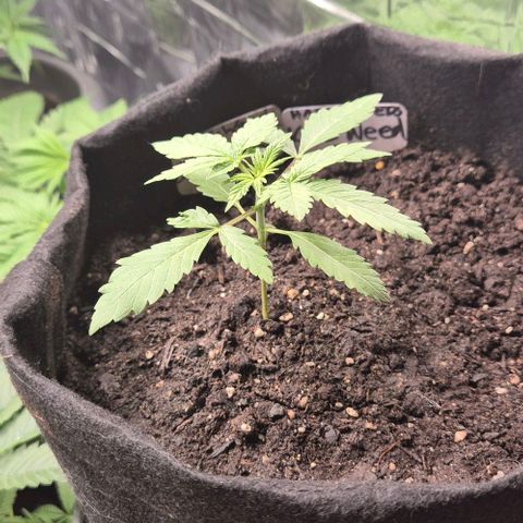 Karli - SHISKABERRY (auto) growlog timeline photo