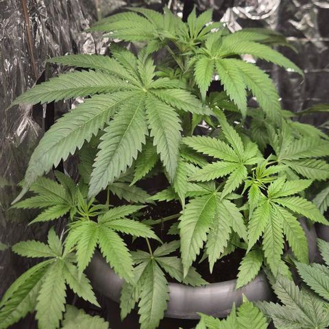 7 Punchi PURPLE PUNCH (photo) growlog timeline photo