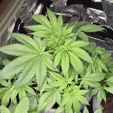 7 Punchi PURPLE PUNCH (photo) growlog timeline photo