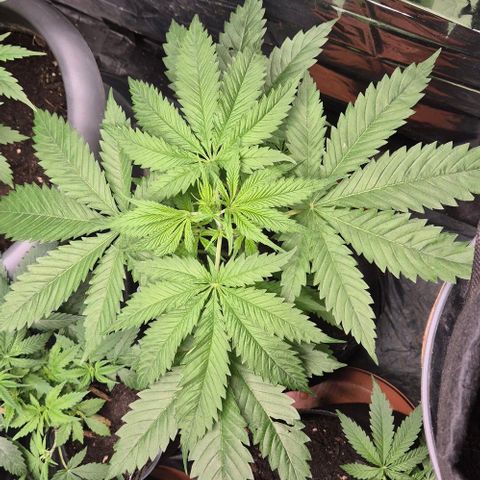 Puple punch  6 growlog timeline photo