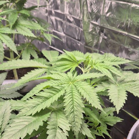 Puple punch  6 growlog timeline photo
