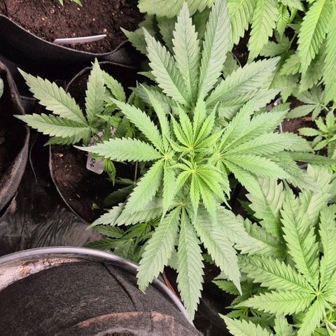Strawberry Marshmallow growlog timeline photo
