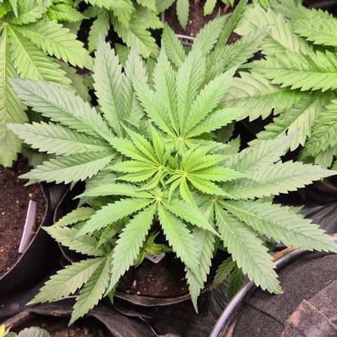 Strawberry Marshmallow growlog timeline photo